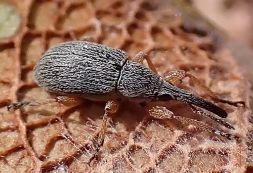 Rhopalapion longirostre